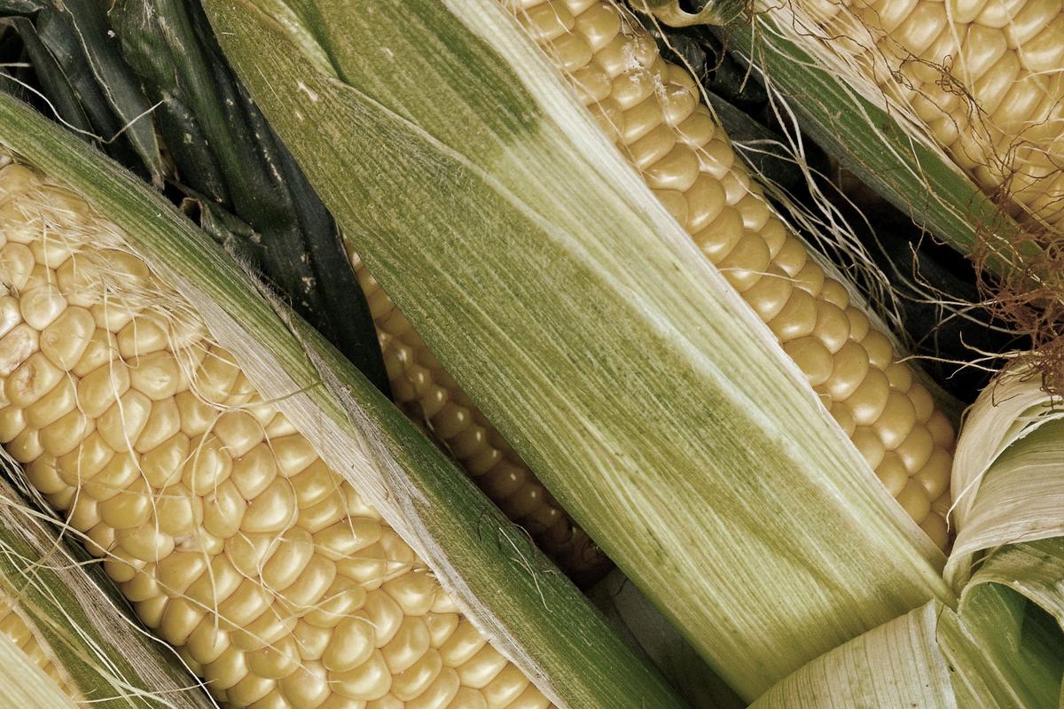 The usual name given to the full moon in September is the Corn Moon. (Shutterstock/milart)