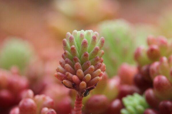 Sedum Rubrotinctum—Jelly Bean Plant. (Habib SAL/Shutterstock)