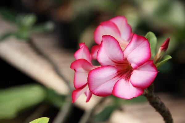 Desert rose. (Benzstock/Shutterstock)