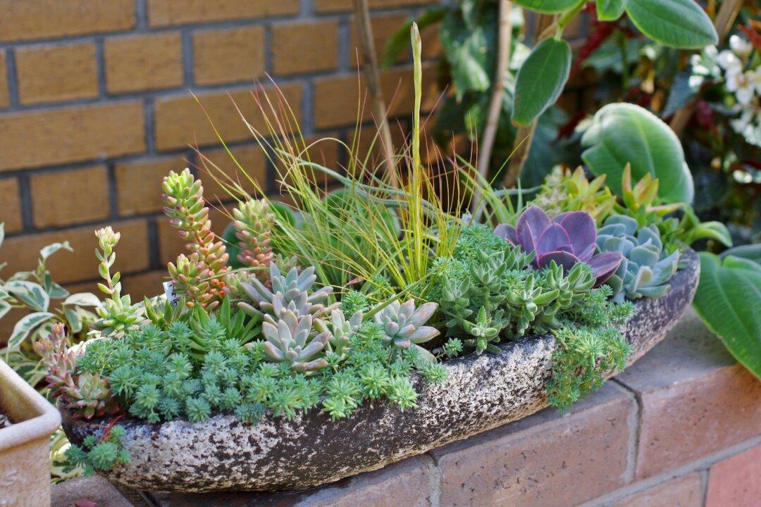 How to Design a Dazzling Succulent Garden With Nature’s Easy-Care Wonders