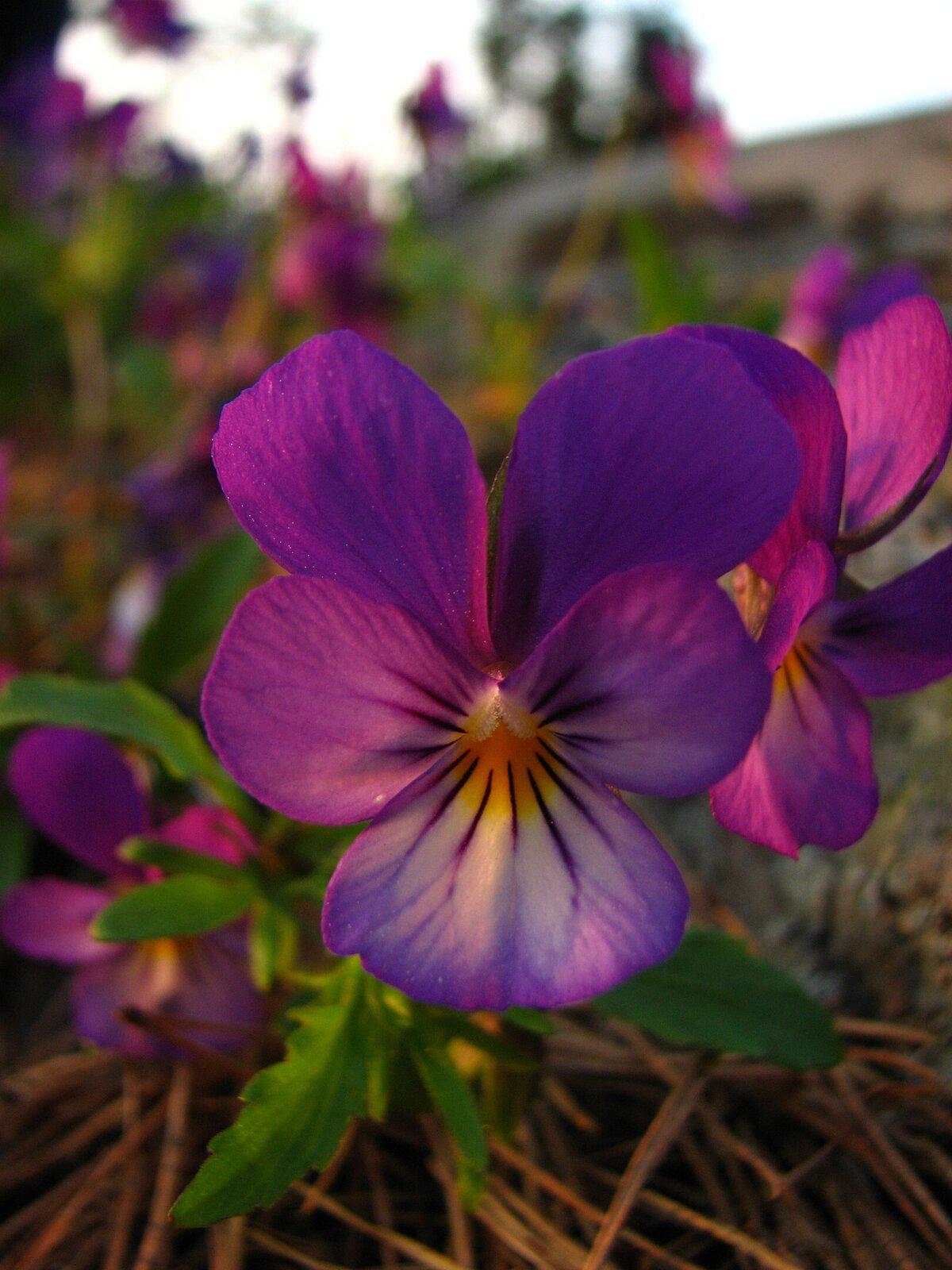 Heartsease (Viola tricolor), likely the purple flower that Shakespeare referred to in “A Midsummer’s Night Dream.” In the play, the flower's aphrodisiac power causes plot-bending confusion, to the delight of the audience. (Public Domain)