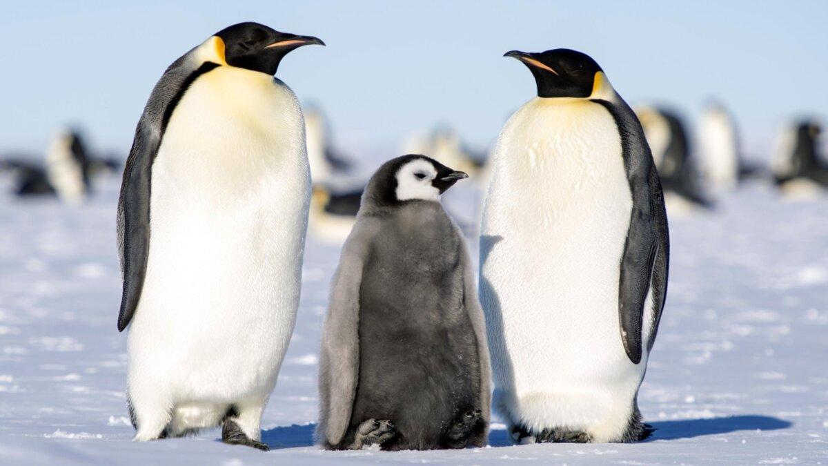 Young Emperor penguin protected by adults, in "March of the Penguins." (Buena Vista International France)