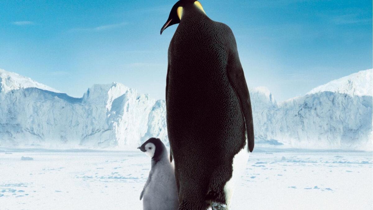 An adult penguin and its charge, "March of the Penguins." (Buena Vista International France)