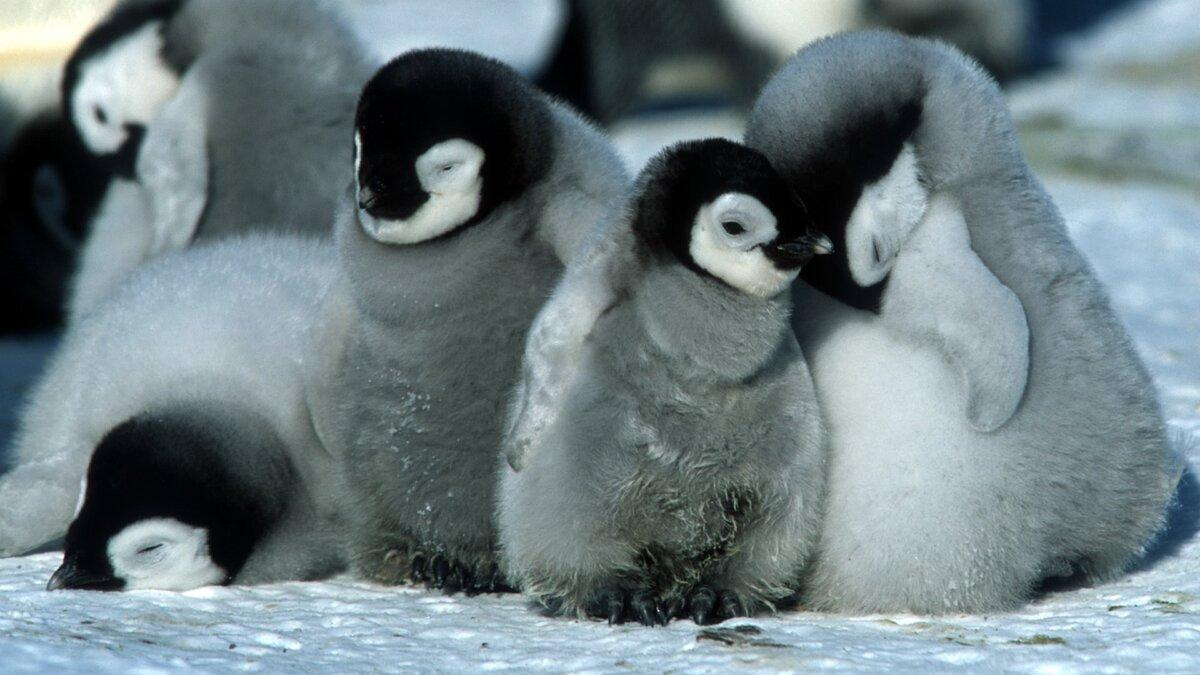 Baby penguins huddle together in the stiff Antarctic air, in "March of the Penguins." (Buena Vista International France)