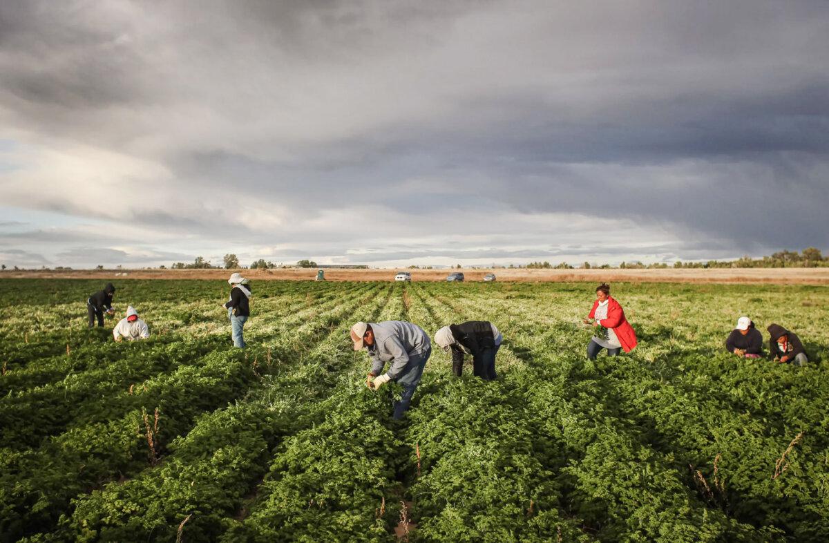 Workers harvest organic parsley at a farm in Wellington, Colo., on Oct. 11, 2011. (John Moore/Getty Images)