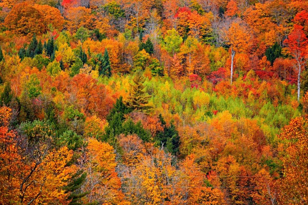 Tracking Fall Foliage: 2024