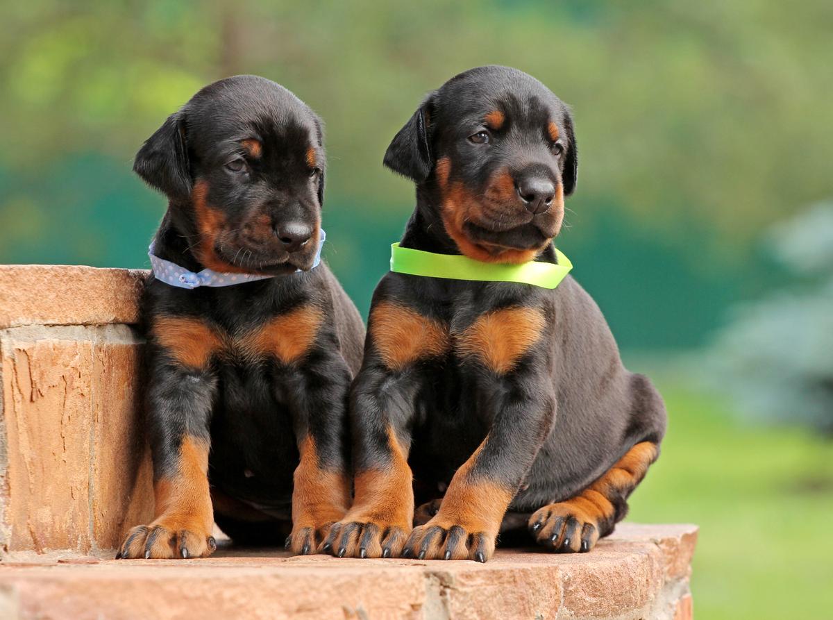 Search Is On for up to 10 Doberman Puppies After Dog Breeder Is Killed