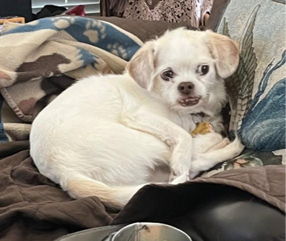 The Menards' dog Cuddles is also missing, according to Redlands Police. (Courtesy of Redlands Police Department)
