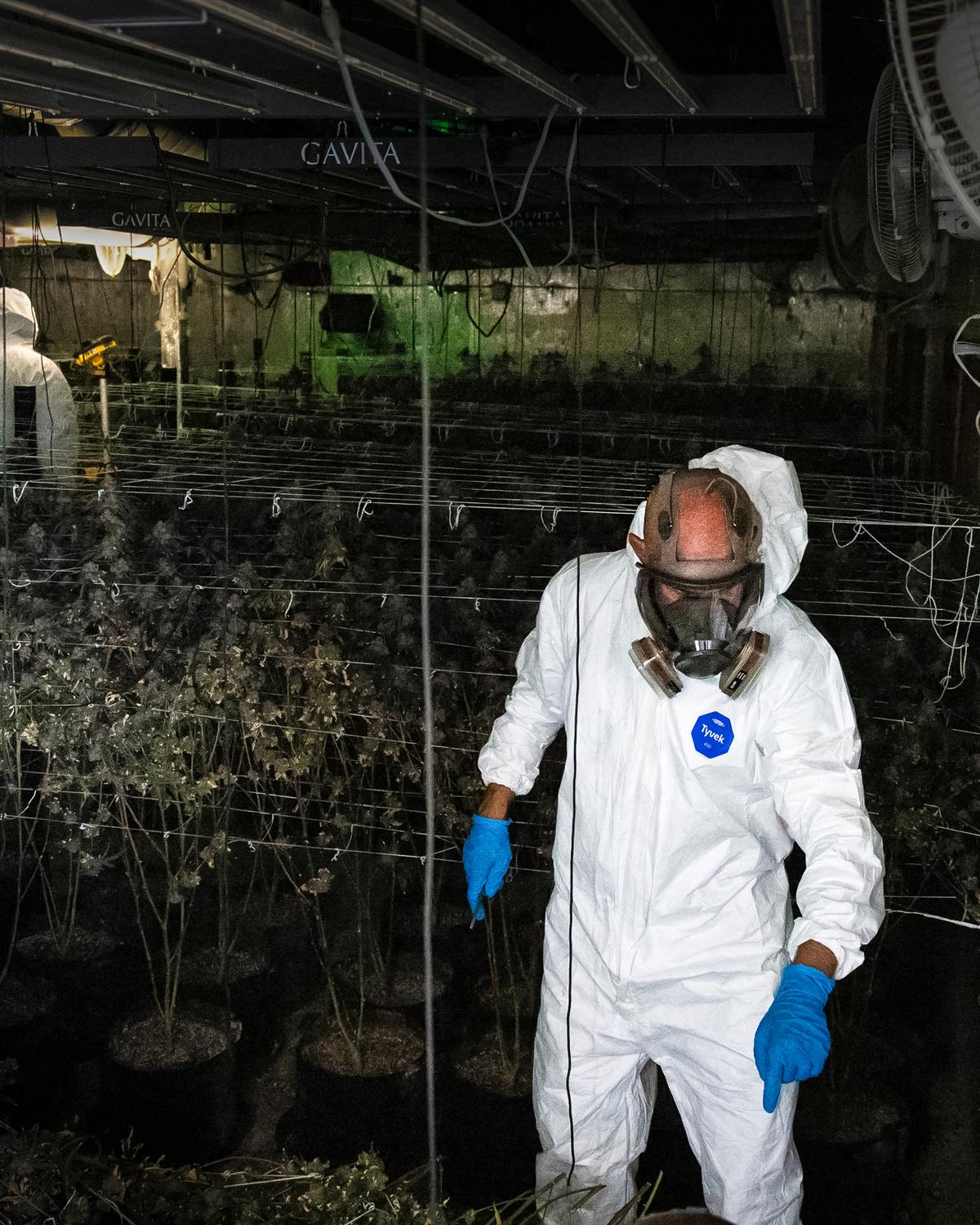 Toxic Homes for Sale: How California’s Illegal Marijuana Industry Ruins Houses