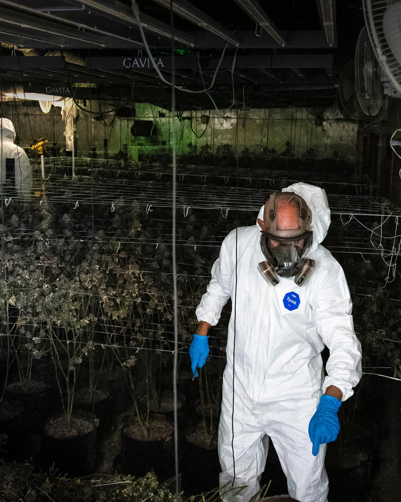 Toxic Homes for Sale: How California’s Illegal Marijuana Industry Ruins Houses