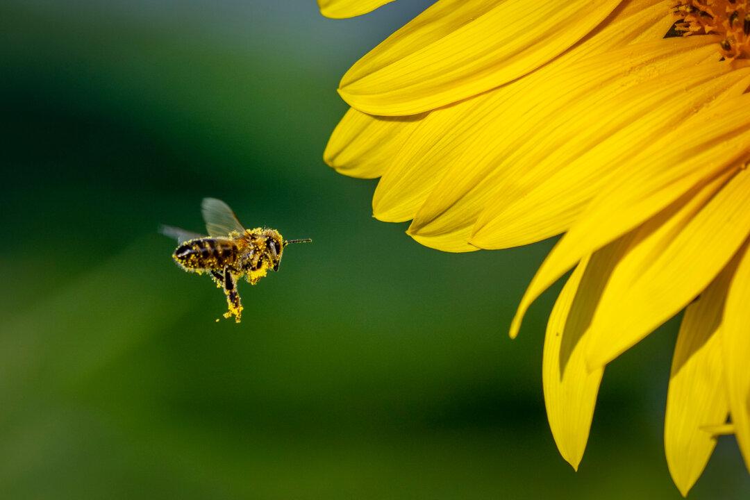 20 Percent of North America’s Pollinators Are at Risk of Extinction: Study