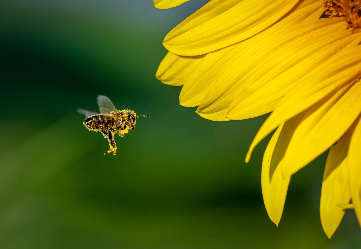 20 Percent of North America’s Pollinators Are at Risk of Extinction: Study