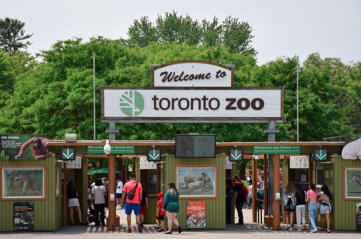 Orangutan Escaped by Swinging in ‘Cartwheel-Like Motion’ and Climbing Down Tower: Toronto Zoo