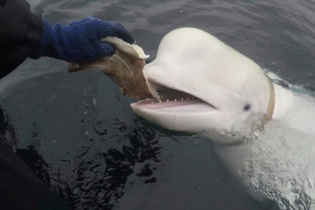Celebrity ‘Russian Spy’ Whale Spotted With Harness Found Dead in Norwegian Waters