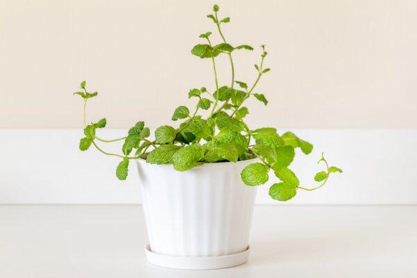 Many herbs can be potted and grown indoors. (Vinnikava Viktoryia/Shutterstock)