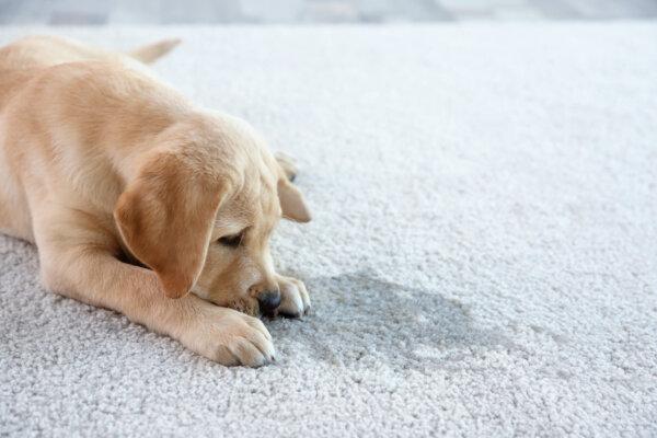 Pet accidents require special treatment. (Africa Studio/Shutterstock)