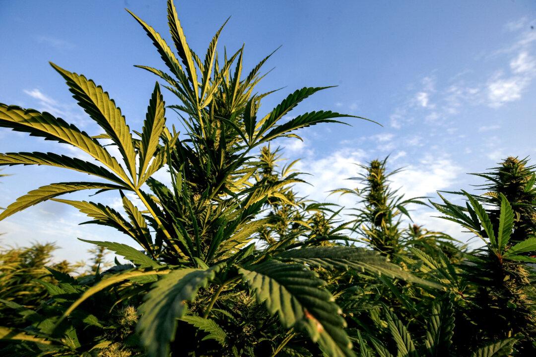 Australia Sees 9 Percent Decline in Drug Charges