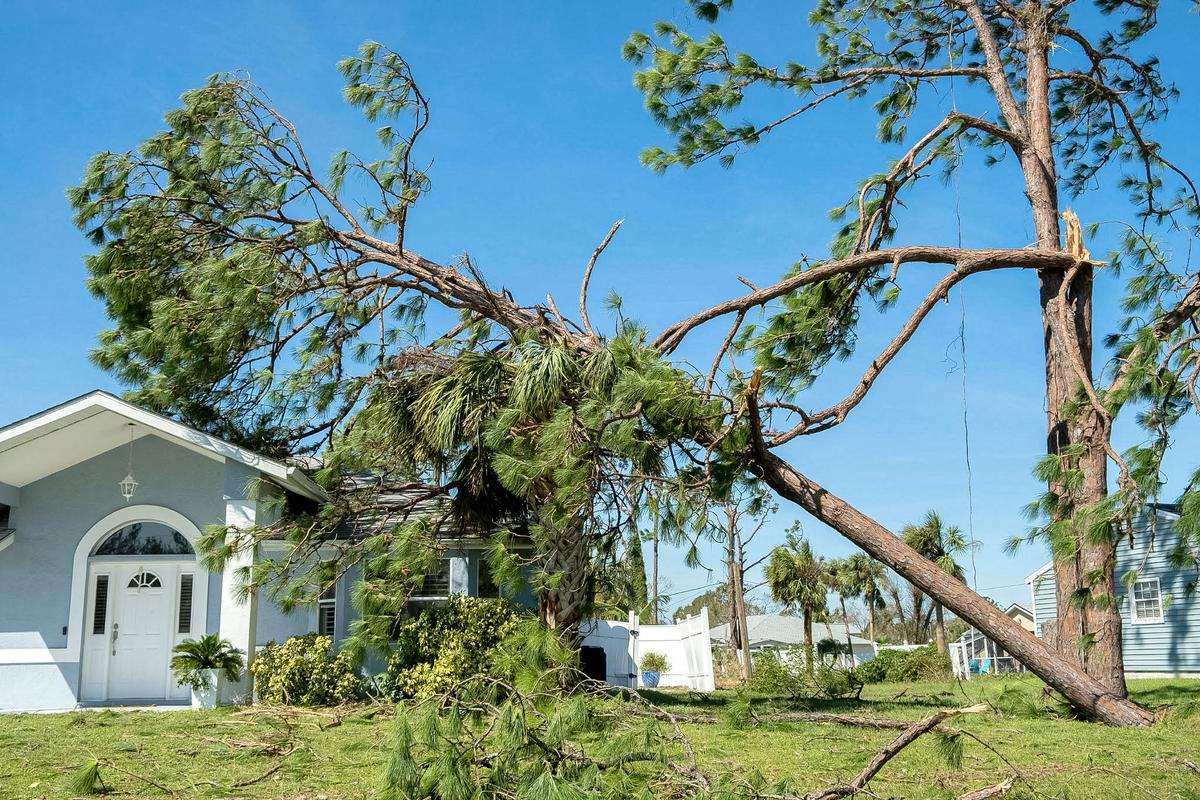 Does Homeowner’s Insurance Cover a Fallen Tree?