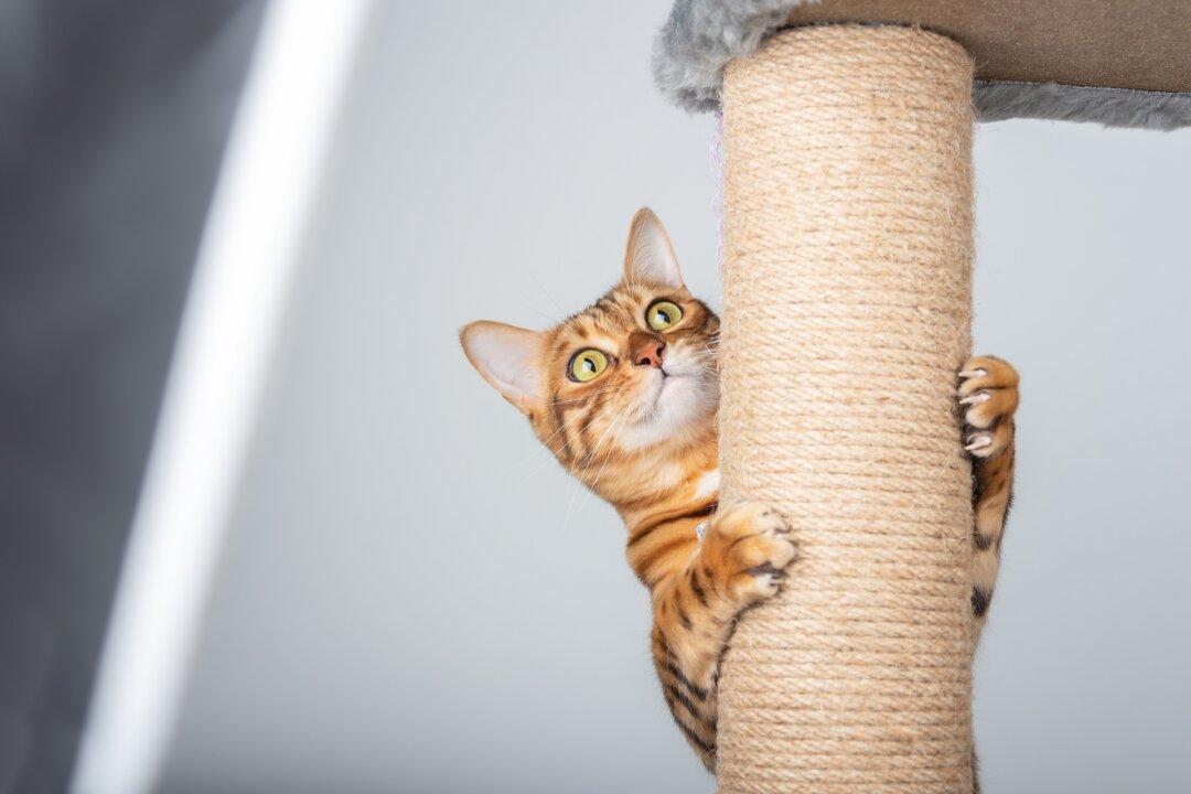 Cat Scratching Posts Must Be Tall, Stable, and Numerous