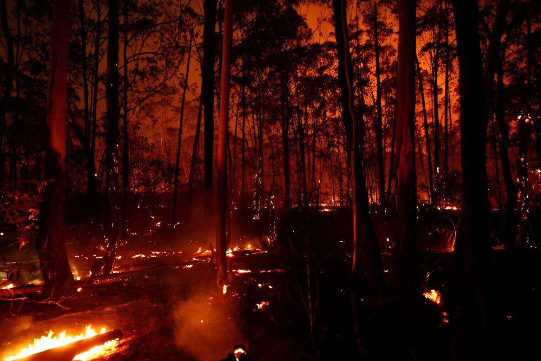 Wildfire Destroys 20 Percent of Brasilia Forest, Arson Suspected