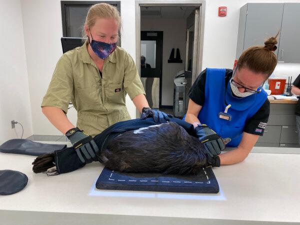 A condor undergoes a procedure. (Courtesy of Oakland Zoo)
