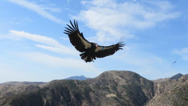 California condor #374 flies overhead. (Courtesy USFWS)