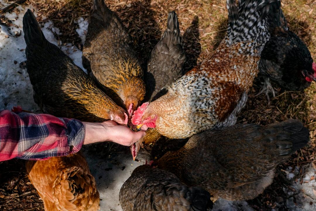 CDC Confirms First Bird Flu Infection in Missouri Resident With No Animal Contact