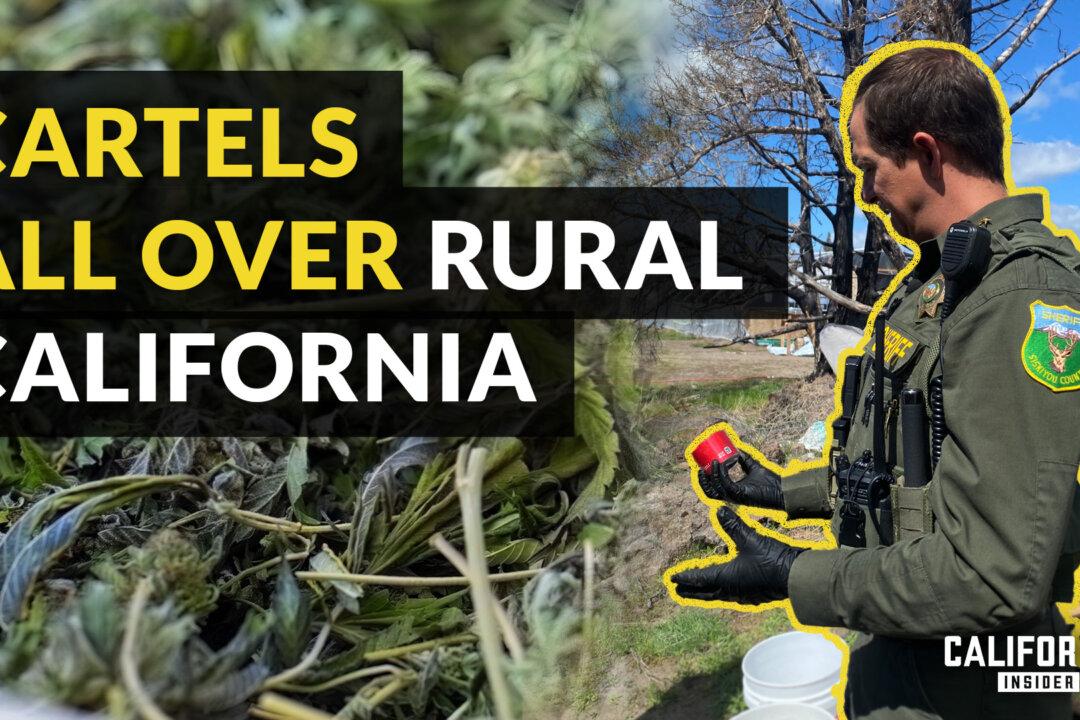 Sheriff Explains How Toxic Pesticides Are Now in California’s Legal Weed | Jeremiah LaRue