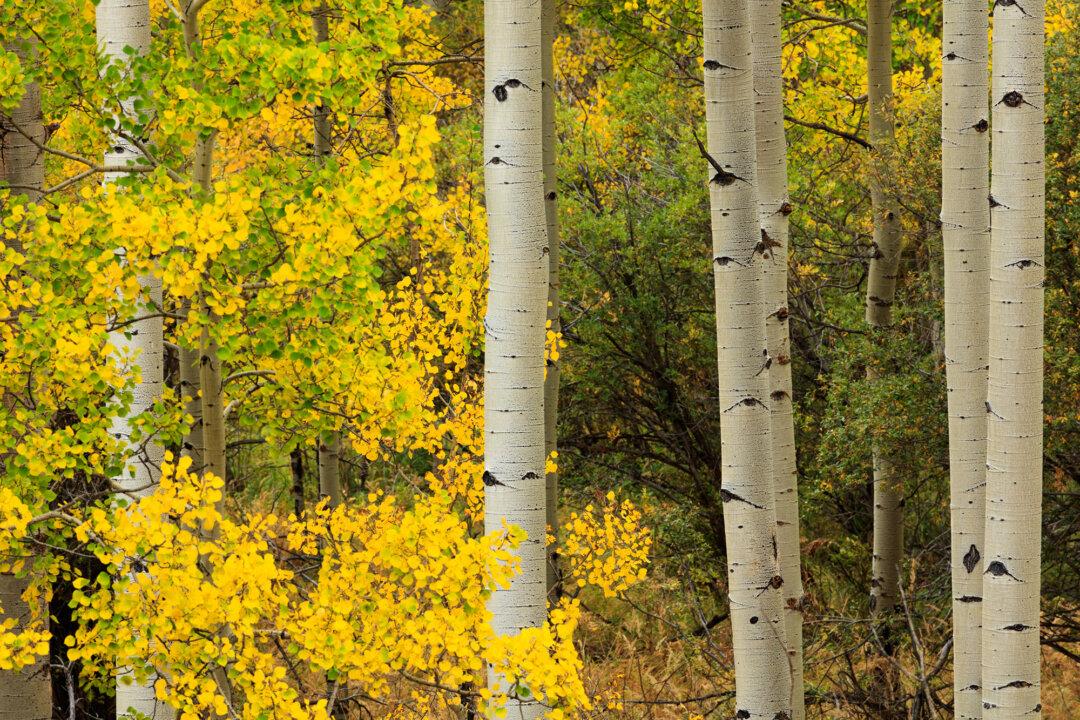 Expert Predicts Spectacular Fall Colors in Colorado This Leaf-Peeping Season
