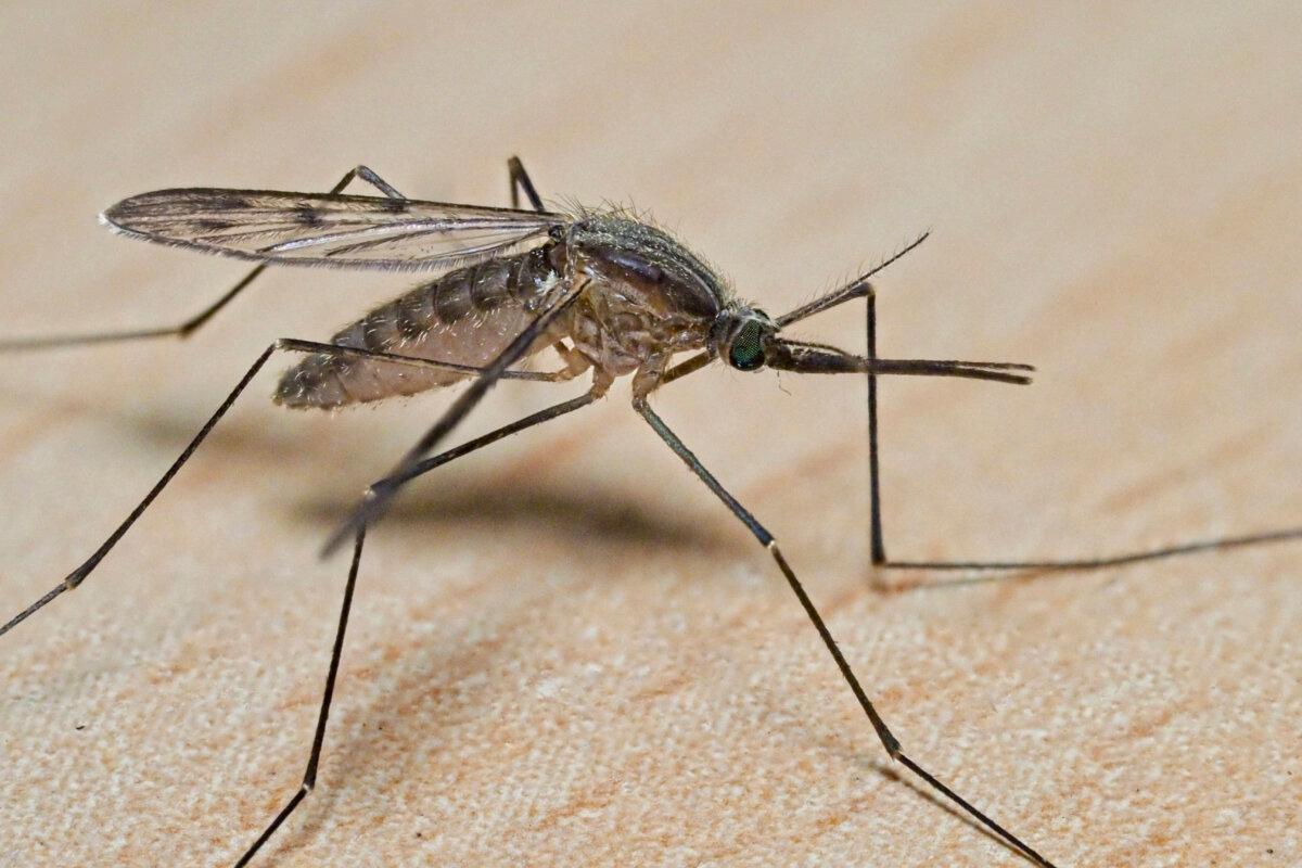 This close-up photograph shows a mosquito in Montlouis-sur-Loire, France, on Oct. 21, 2022. (Guillaume Souvant/AFP via Getty Images)