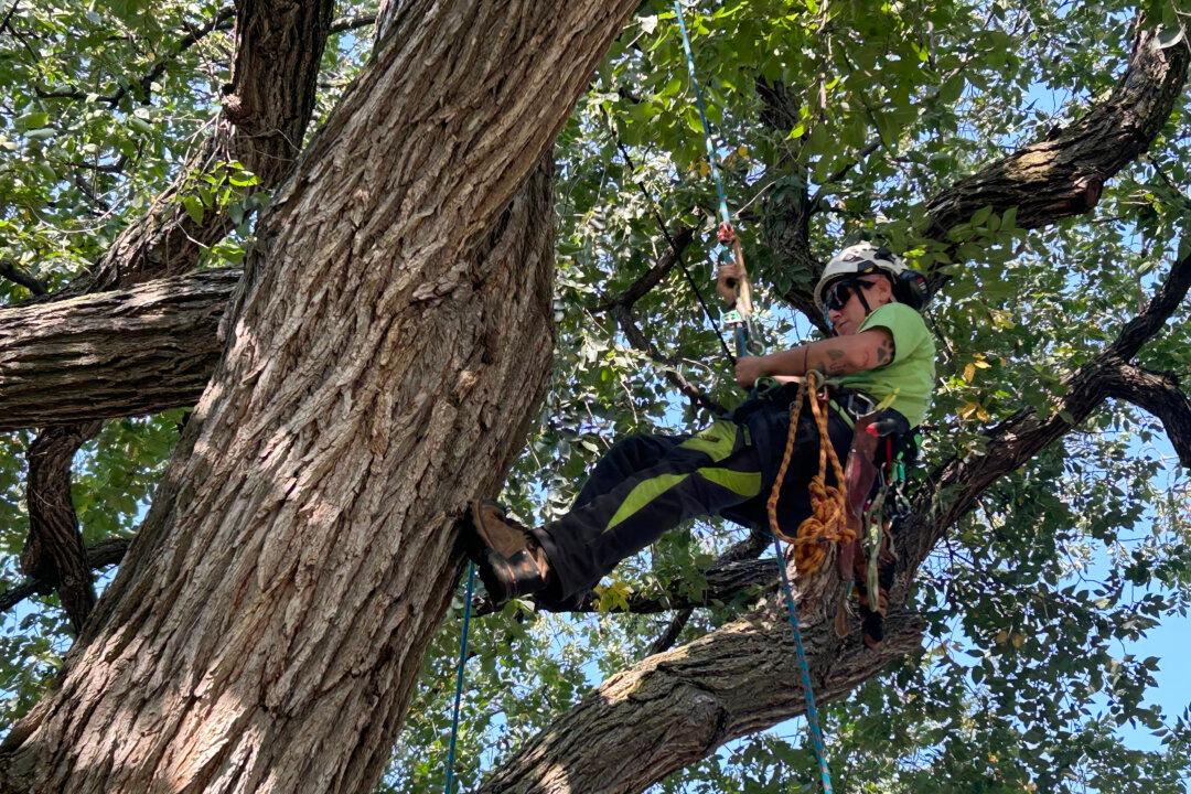‘Challenges Every Single Muscle’: Champion Tree Climber Turns Work Into Passion