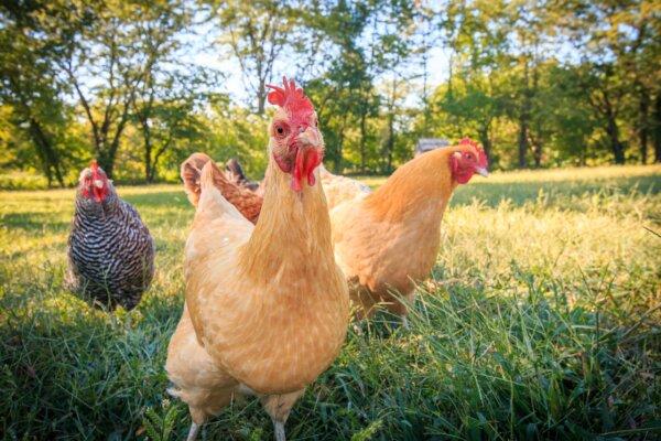 Farm eggs are fresher and will keep longer than grocery store eggs. (D. Summers/Shutterstock)