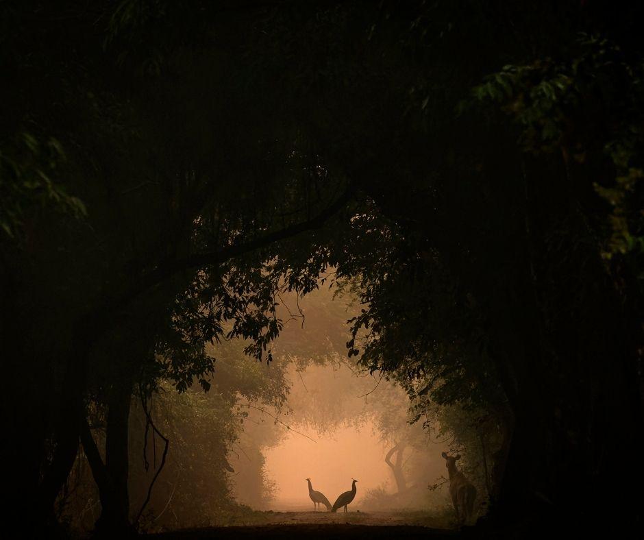 “In the Spotlight” by Shreyovi Mehta. (Courtesy of Shreyovi Mehta / Natural History Museum)