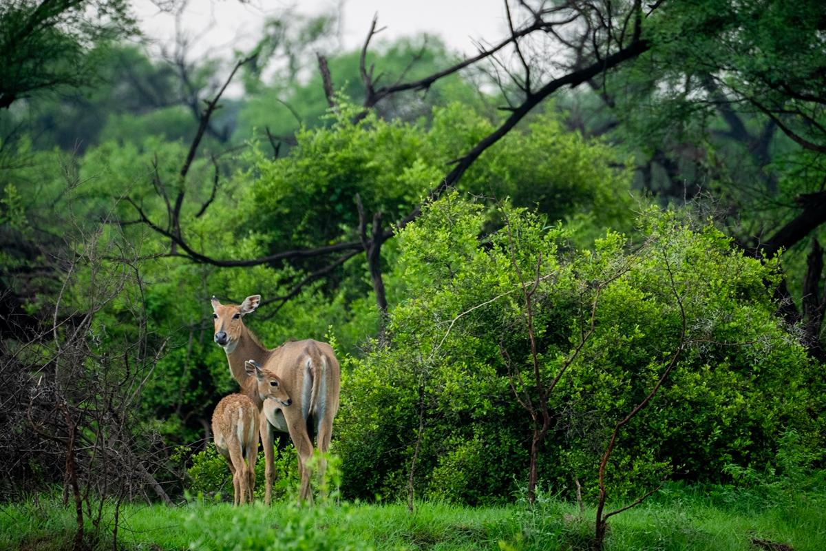 One of Shreyovi's previous wildlife photographs. (Courtesy of Shreyovi Mehta)