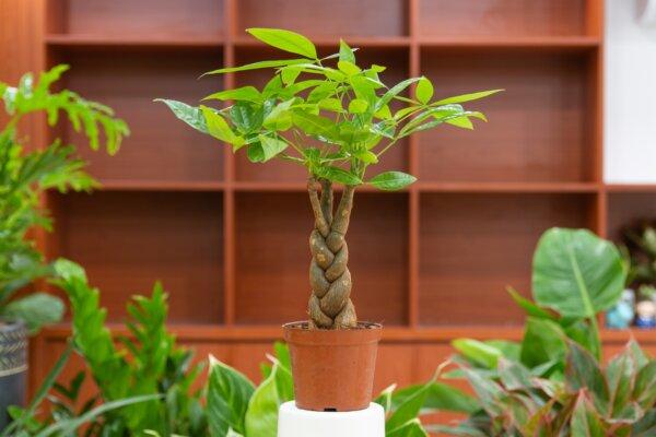 The money tree is believed to bring good luck and prosperity. (Mid Tran Designer/Shutterstock)