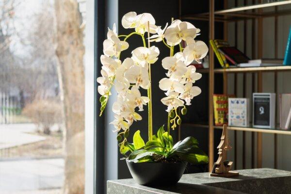 Moth orchids produce beautiful flowers that can last up to 3 months, making them a popular choice for indoor decoration. (Kristini/Shutterstock)