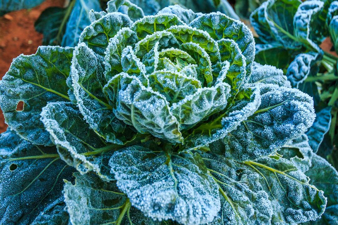 Gardening After the First Fall Frost | The Epoch Times