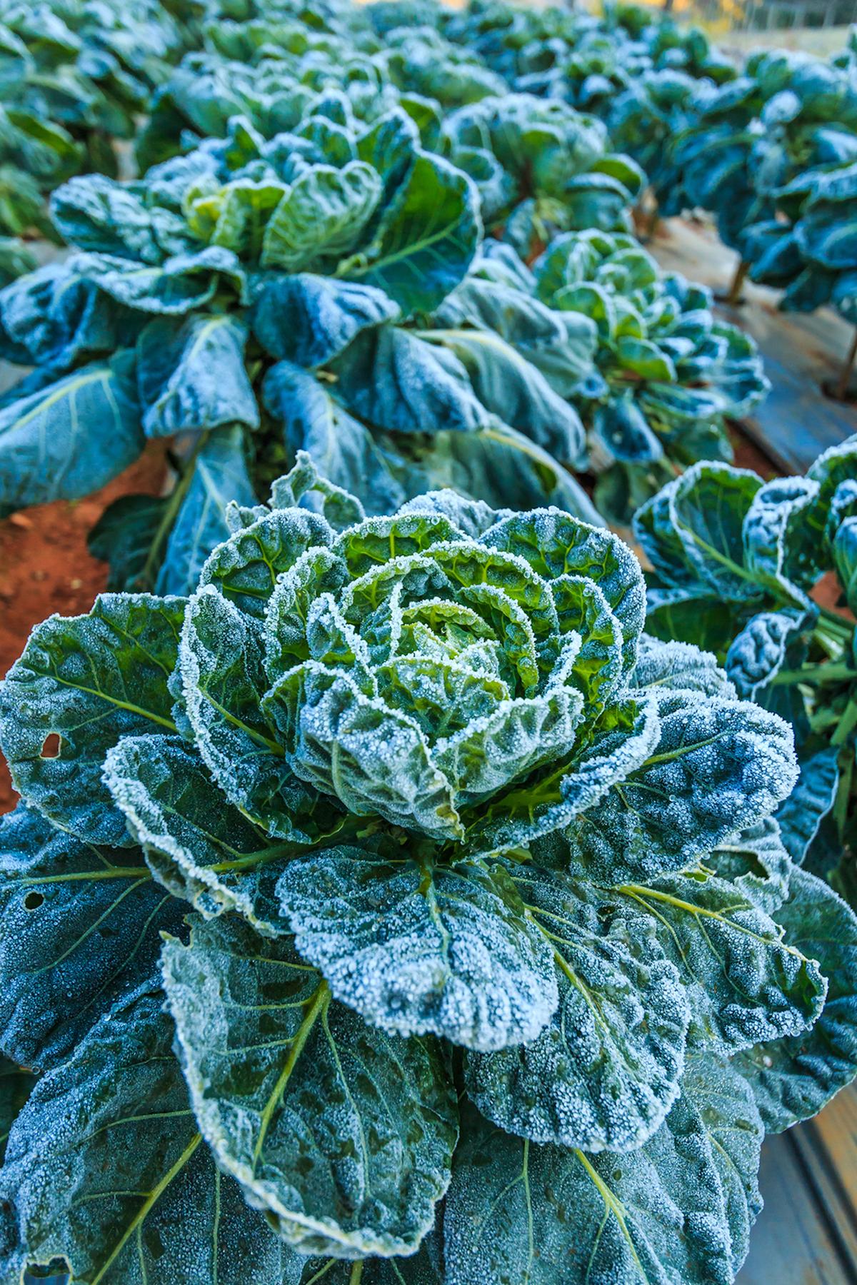 Gardening After the First Fall Frost
