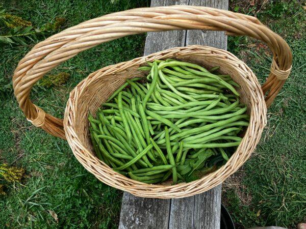 Beans are recommended for beginner gardeners, and are also beneficial for the soil. (Eric Lucas)