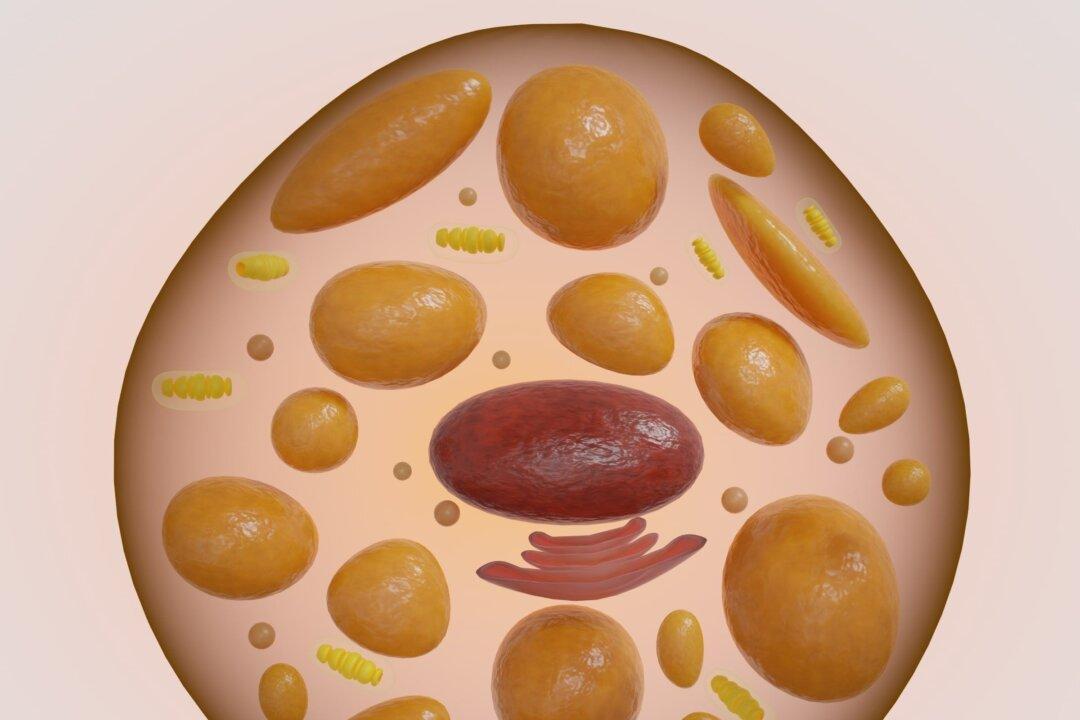 体内のカロリー燃焼を促す褐色脂肪を増やす