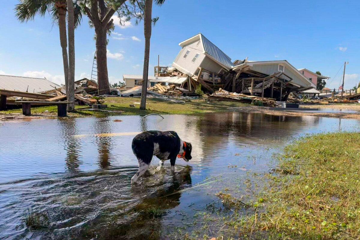 A dog wades through floodwaters near collapsed homes in Dekle Beach on the coast of rural Taylor County, Fla., on Sept. 27, 2024. (Kate Payne/AP Photo)
