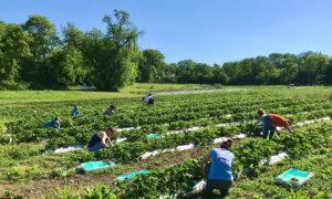 The Season to Explore Grocery Alternatives