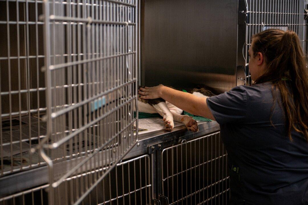 Texas Veterinarian Prevails Against Law Prohibiting Some Remote Care