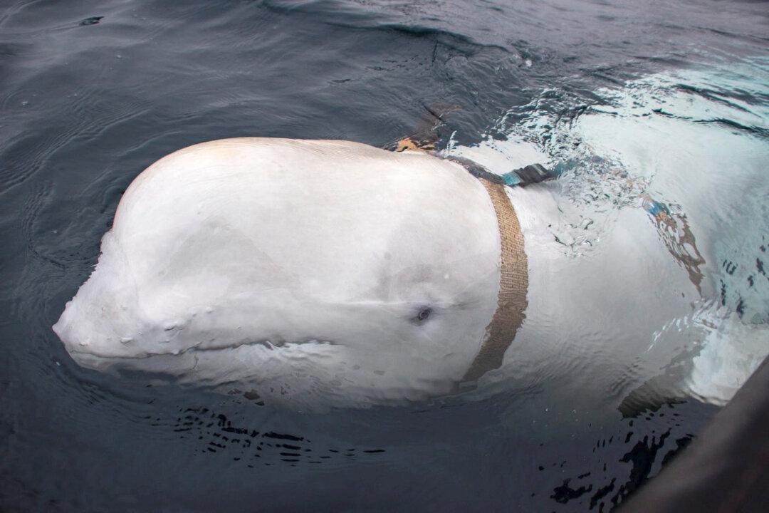 Death of ‘Russian Spy’ Whale Hvaldimir Not Caused by Humans, Say Norway Police
