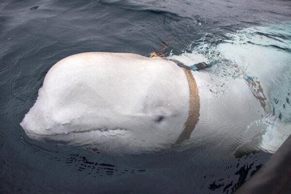 A white beluga whale wears a harness off the coast of northern Norway on April 29, 2019. (Jorgen Ree Wiig/Sea Surveillance Service/Handout/NTB Scanpix via Reuters)