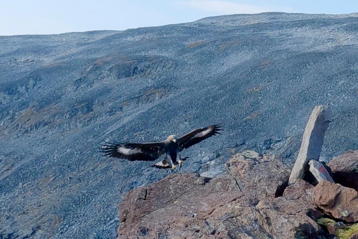 Young Golden Eagle Attacks Toddler in Norway, Its 4th Such Assault on Humans