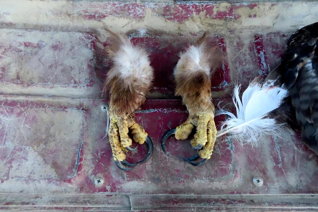 Man Who Killed Eagles on Native American Reservation Gets Nearly 4 Years in Prison