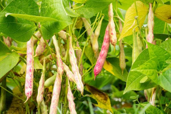 Grow and dry your own beans for an easy, abundant source of protein that will store well all year. (Digihelion/Shutterstock)
