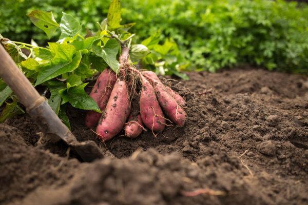 Sweet potatoes are ready for harvest when their leaves start yellowing, generally about three to four months after planting. (Sergiy Akhundov/Shutterstock)