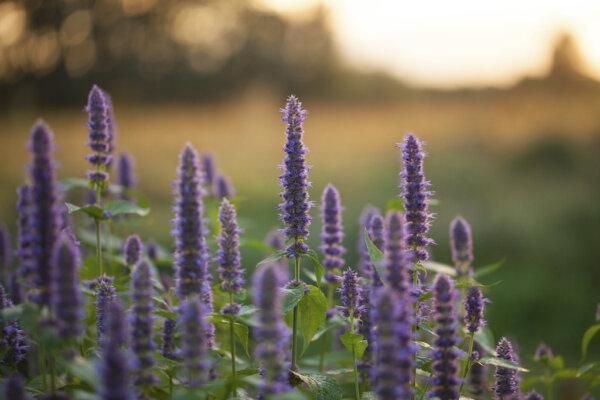 Anise hyssop makes a delicious, stomach-soothing tea. (JurateBuiviene/Shutterstock)